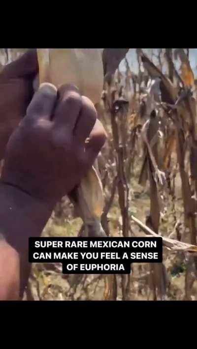 I’ve Never Seen A Corn Like This Before