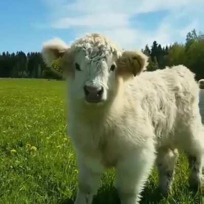 🤍🤍🤎 Samwise & Co