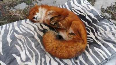 Fox waking up