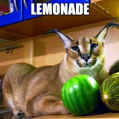 Better with the music on, floppa the good