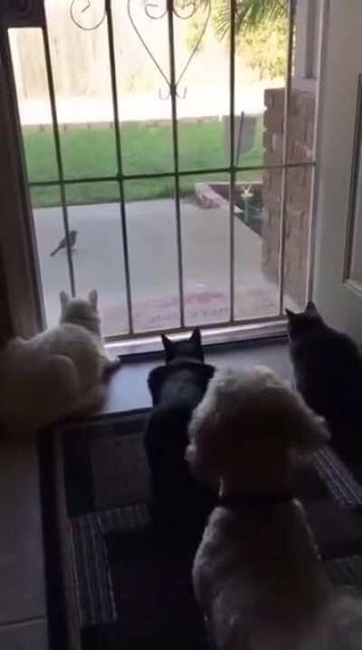 Dogs handle things different than cats