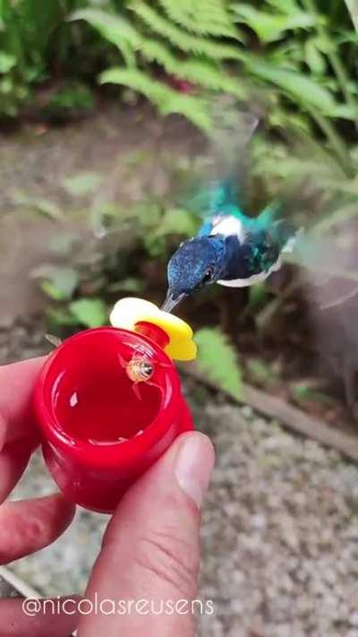 🔥 The nature sounds while feeding hummingbirds and bees