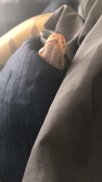 Last time I introduced my girl, this is my boy... .... he a little shy.