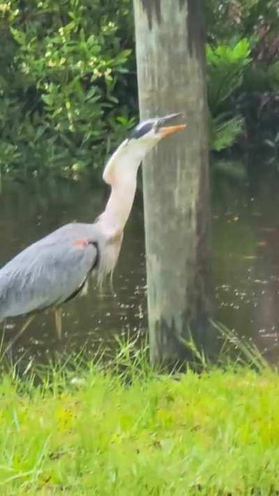 Heron swallows a massive mullet (OC)
