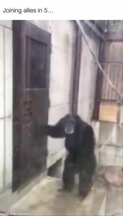 Joining allies be like