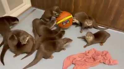 A Romp Of Otters Playing With A Ball