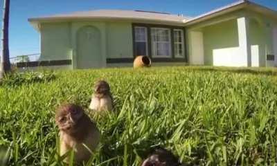 Owls caught on a camera set up to watch the door.
