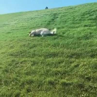 There's nothing wrong with him, he's a Golden Retriever, is all.