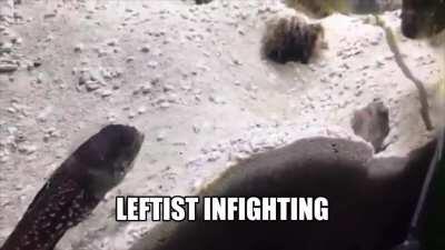 Yo they breakin' the CUM pledge