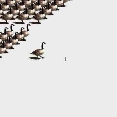 Imperial Geese (sound on) [oc]