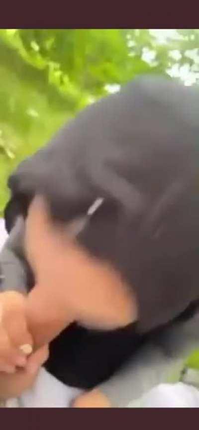Hoejabi Sucking Dick In Park