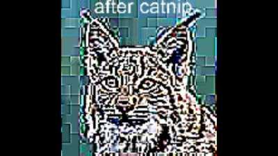 catnip_irl