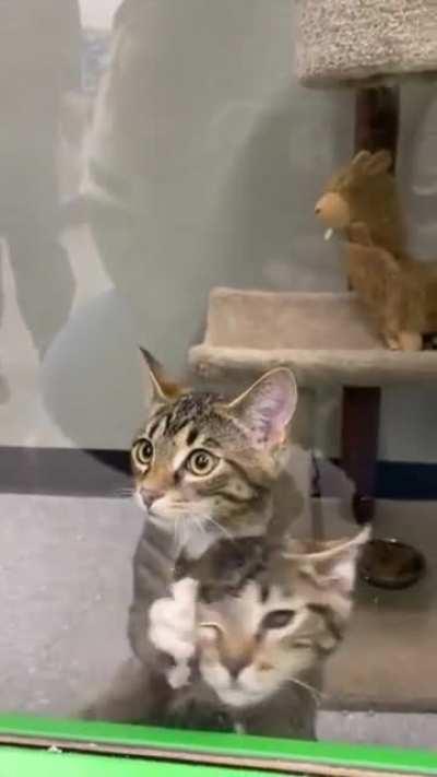 All’s fair in love, war, &amp; kitty adoption