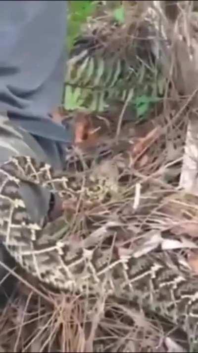 Too close for comfort w/ a snake