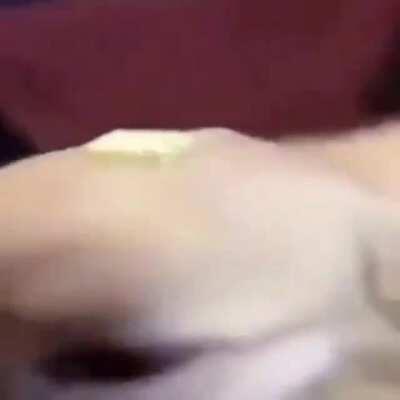 Butter dog