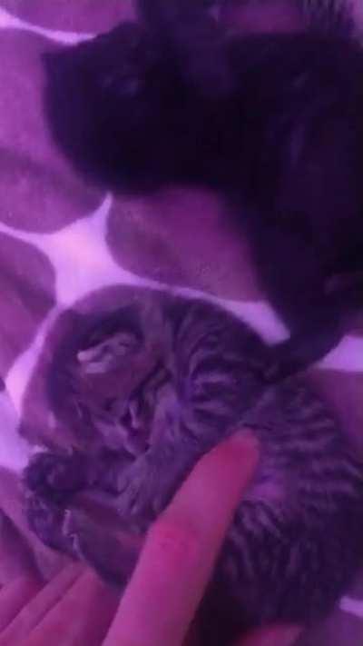 Babies stealing some belly scritches from El Jefe after eating. One already passed out it was that good! Now 13 days old.