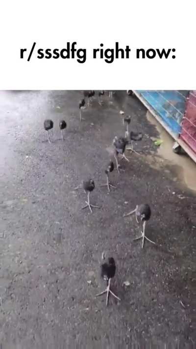 they fucking love this bird so much