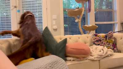 She’s had a cold so I cut her walks short today to see if that would help her cough… and now I seem to live with a whirling dervish 