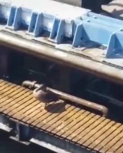 a great way to cool off for birds