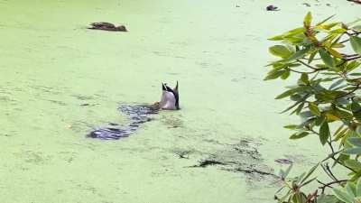 His little kicking paddles killed me