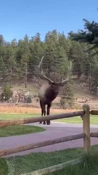 Hypebeast has disagreement with elk