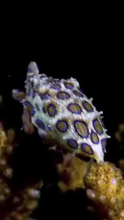 🔥The blue-ringed octopus is a highly venomous species
