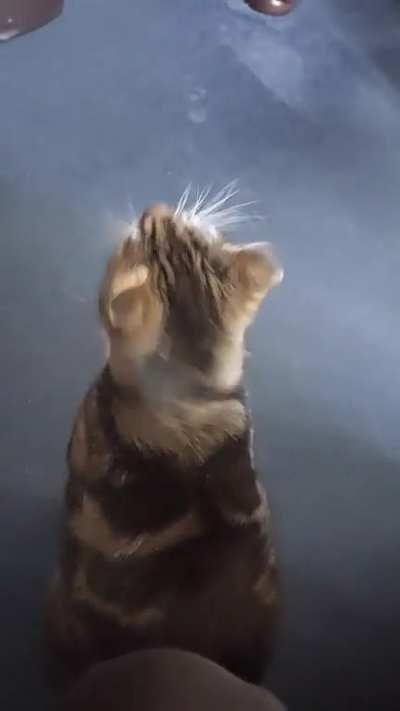 Squeaks, light bongos and plenty of pets for my boy Ollie