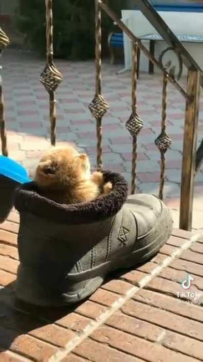 Criminal enjoying the Sun.