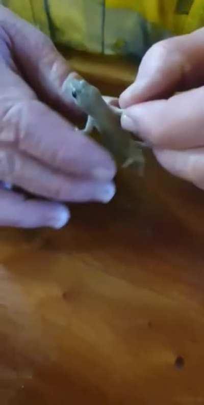 This little gecko fell into this guy's beer and drowned, but he managed to bring it back to life with CPR