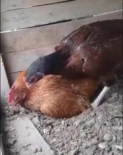 Sit on the egg dummy