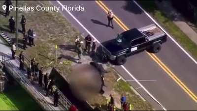 alligator with half eaten body florida