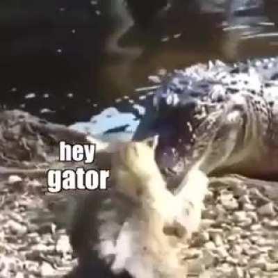 The Cat-Council of Domination