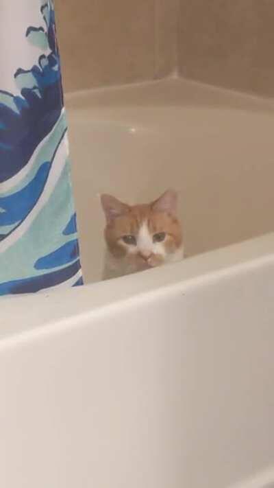 My dude is a little foghorn and his latest gig is not letting me poo in peace so here's a video of him in the tub