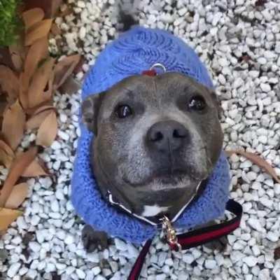 This dog just wants to show you it's happiness