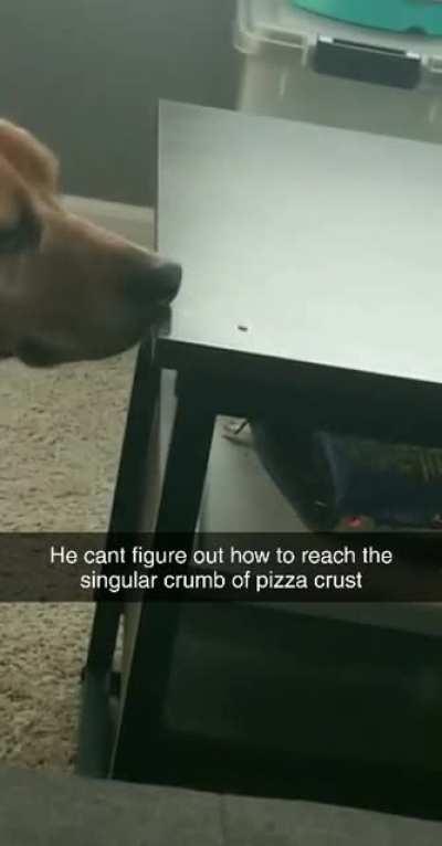 Beagles aren't known for being smart