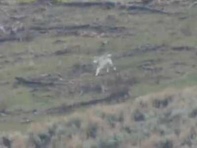 A gray wolf sends a puma packing, chasing it up a tree