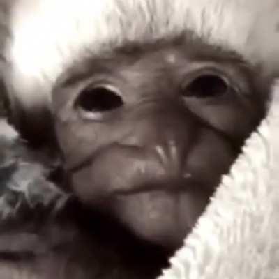 literally us 🐵❤️