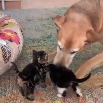 showering little frens with love