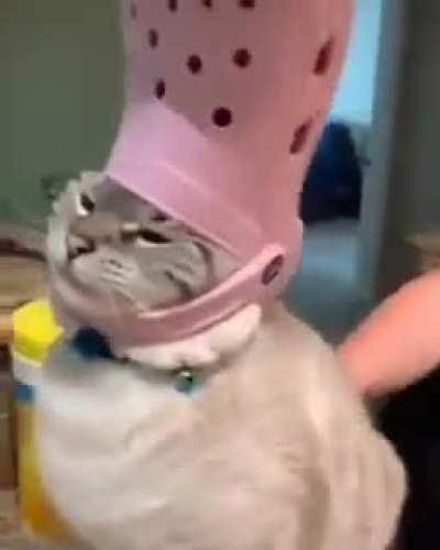 gato de croc amém 🙏