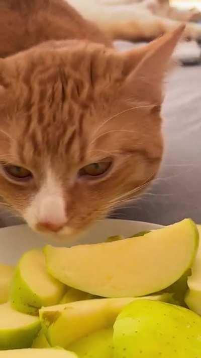 Leopold loves the smell of Golden Delicious. Look at him sniffing.