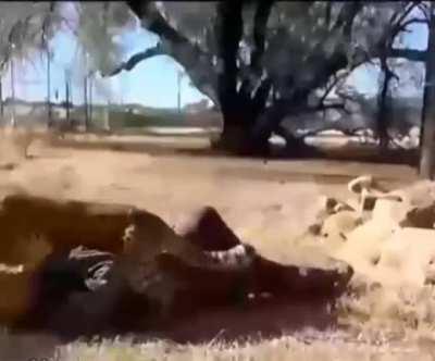 yo this 4k remake looking neat