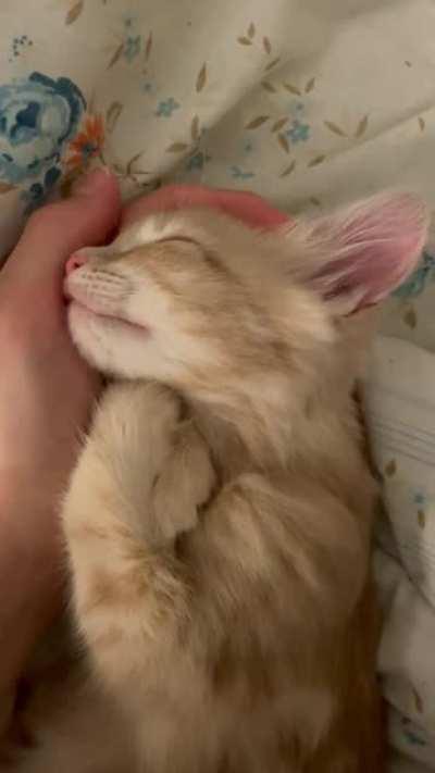 Сладкие сны