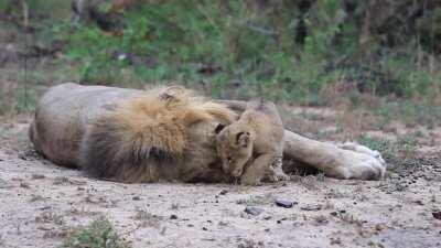 Lion cub tries to get his sleepy fathers attention