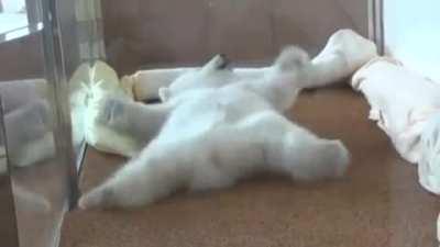 Baby polar bear desperately tries to roll over