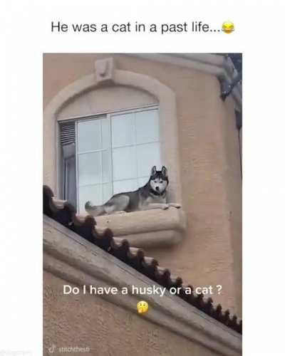 Source: Ig: @dogcomfy