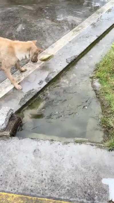 A kind dog who saved many drowning fish.