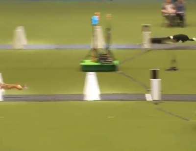 Scenes from a Flyball competition