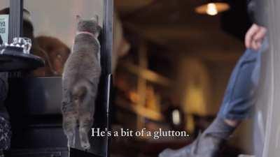 Meet Duman, The Purrfect Gentleman. :3