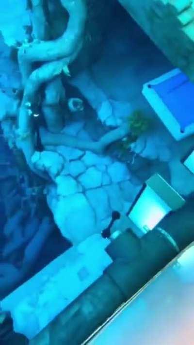 Pool Girl With A Twist