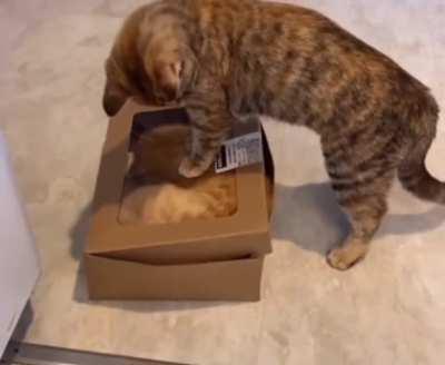 Heard She’s Been Meowing To The Cops